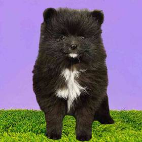 Pomeranian