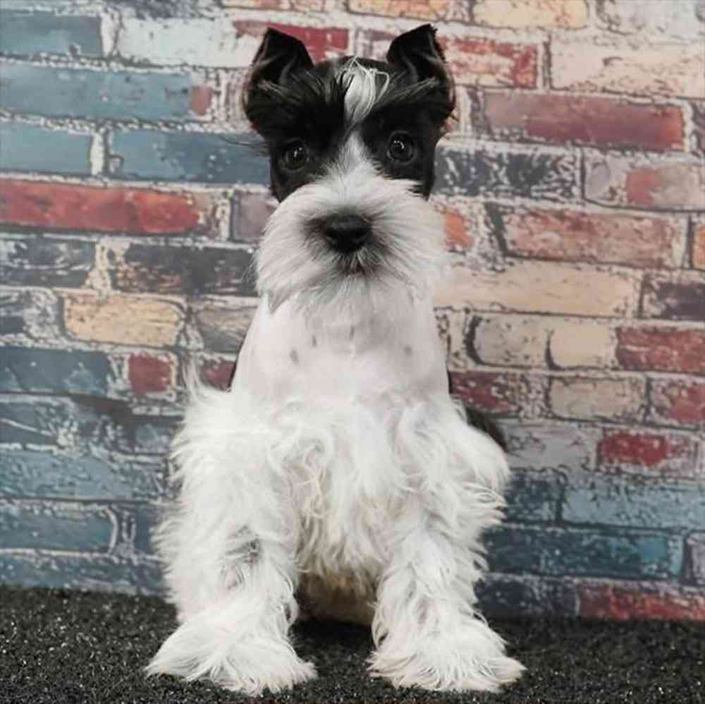 Image of a pet breed in the gallery