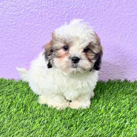Shizapoo
