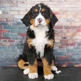 Bernese Mountain Dog