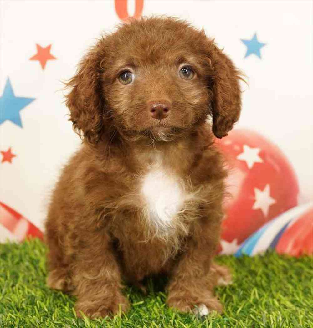 Image of a pet breed in the gallery