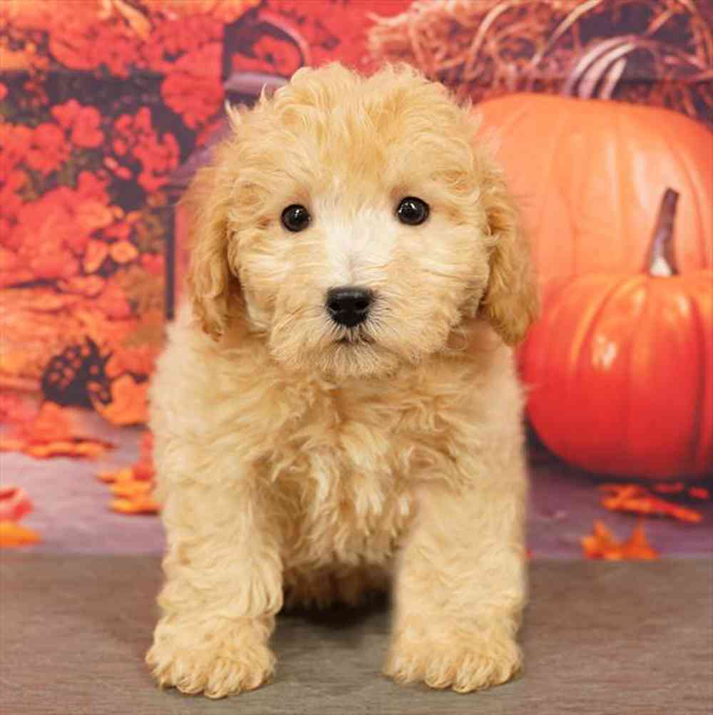 Image of a pet breed in the gallery