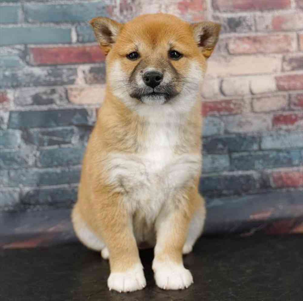 Image of a pet breed in the gallery