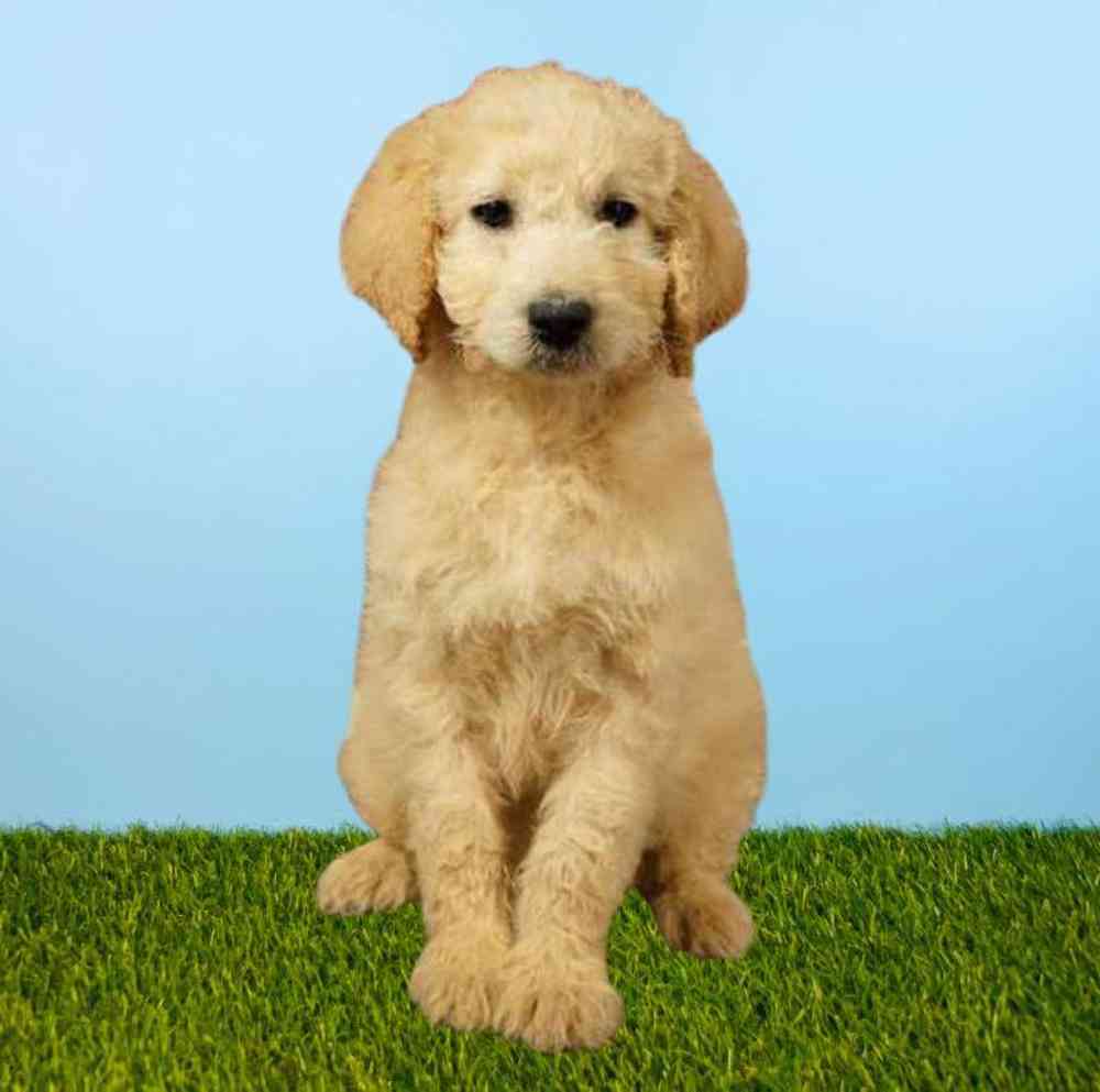 carousel pet images