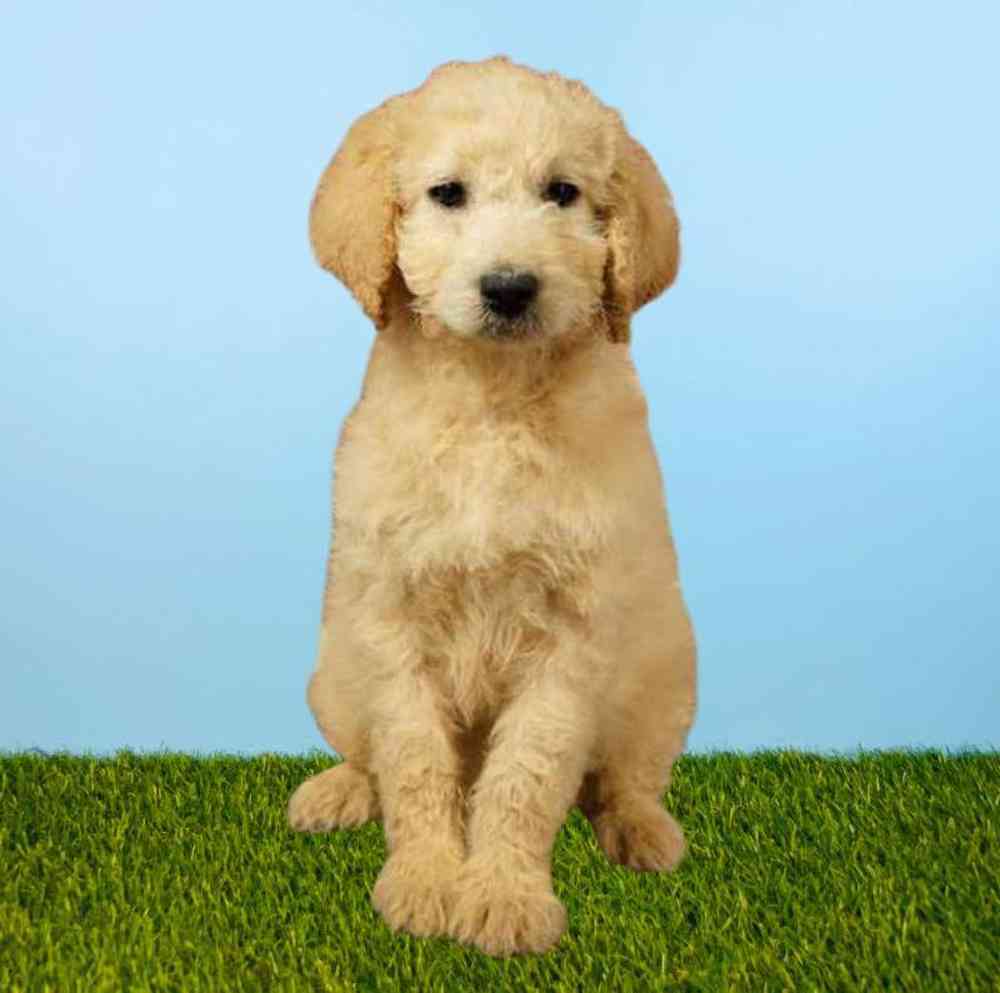 Female 2nd Gen Standard Goldendoodle Puppy for Sale in Meridian, ID