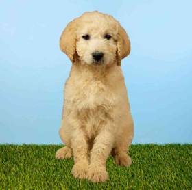 2nd Gen Standard Goldendoodle