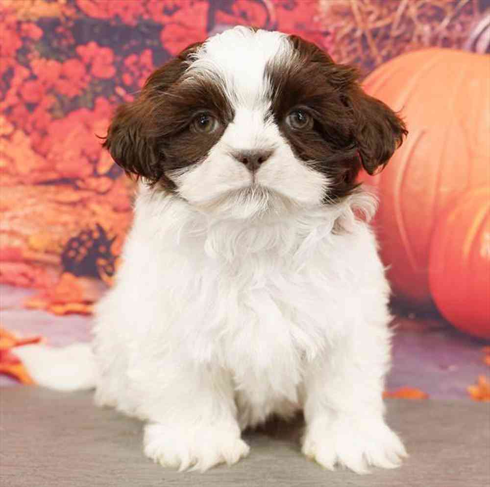 Image of a pet breed in the gallery