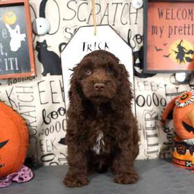 Cockapoo