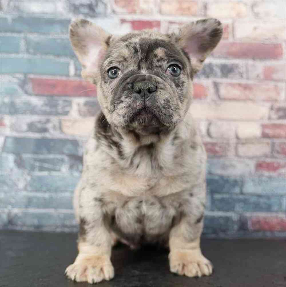 Image of a pet breed in the gallery