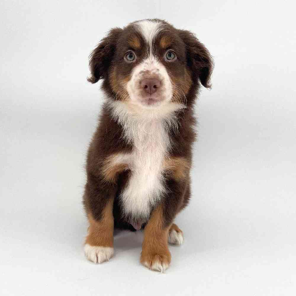 Image of a pet breed in the gallery