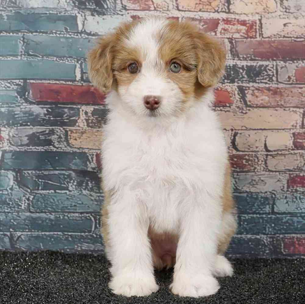 Image of a pet breed in the gallery