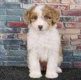 Mini Aussiedoodle