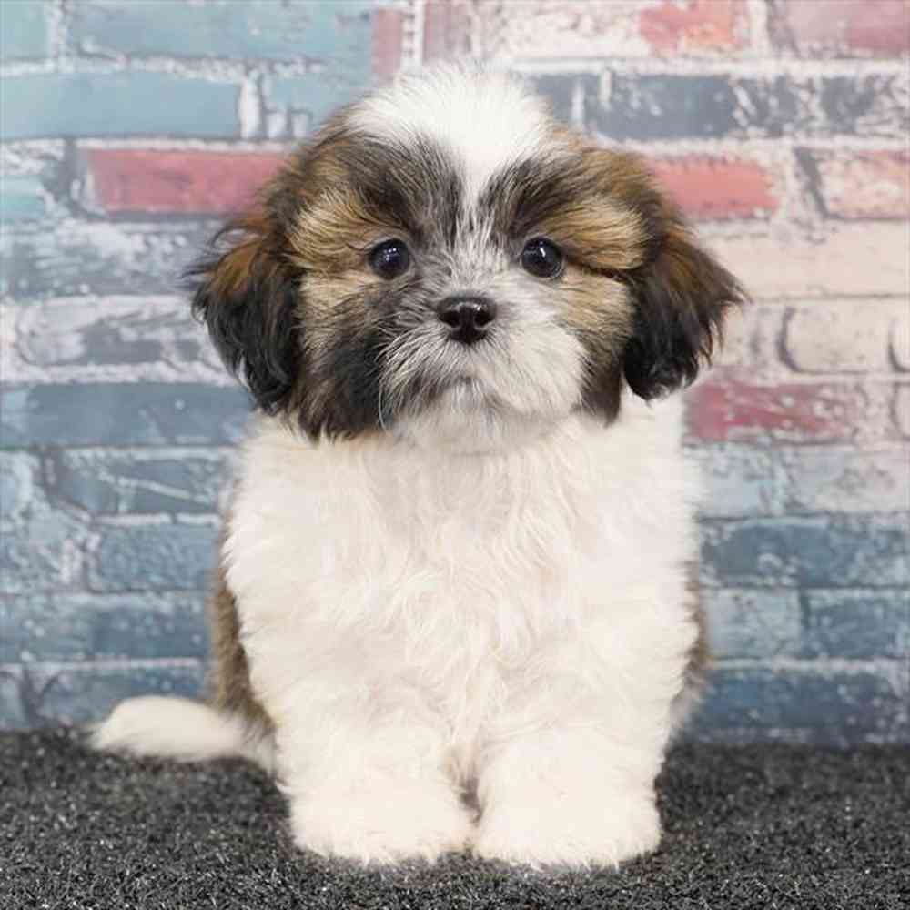 carousel pet images