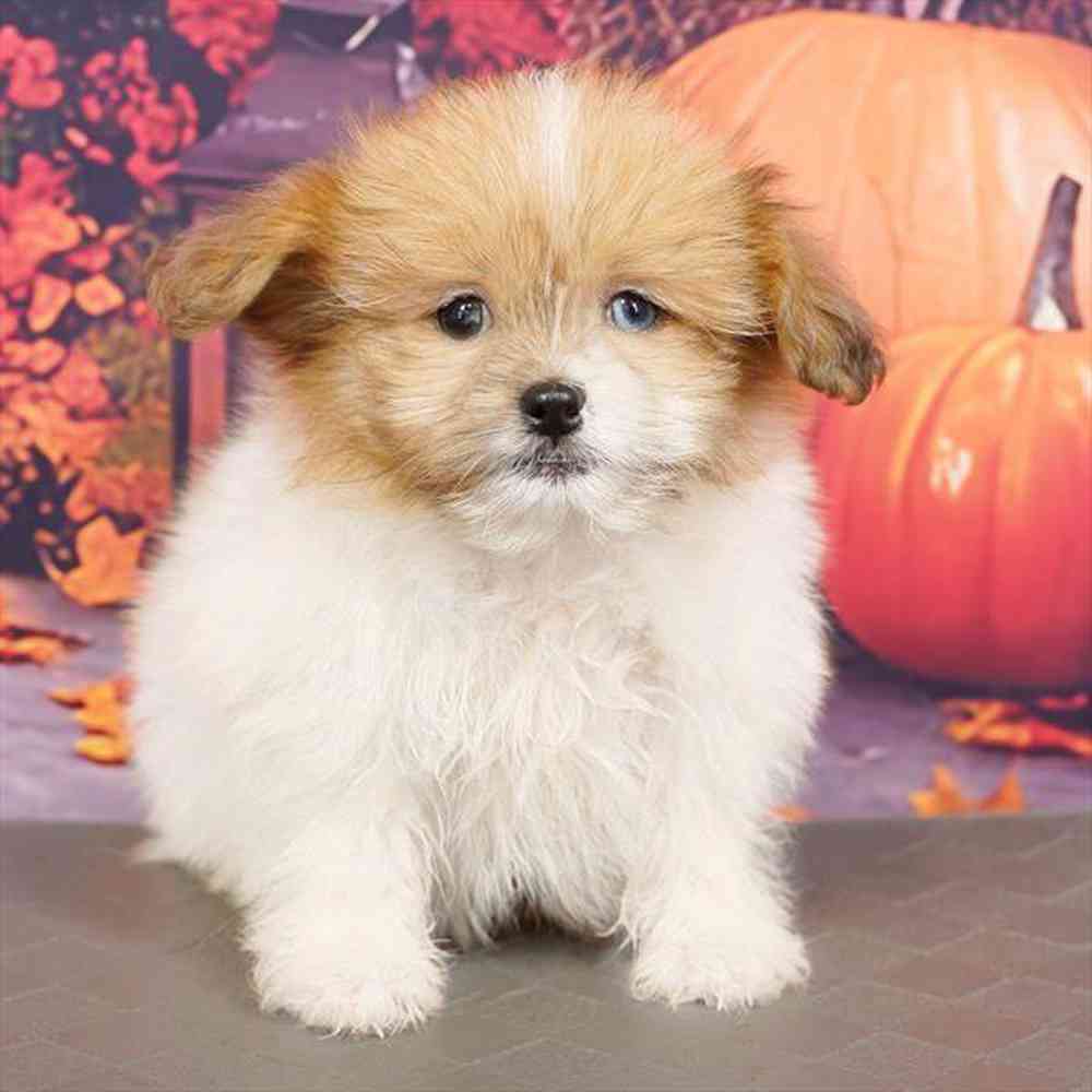 Image of a pet breed in the gallery