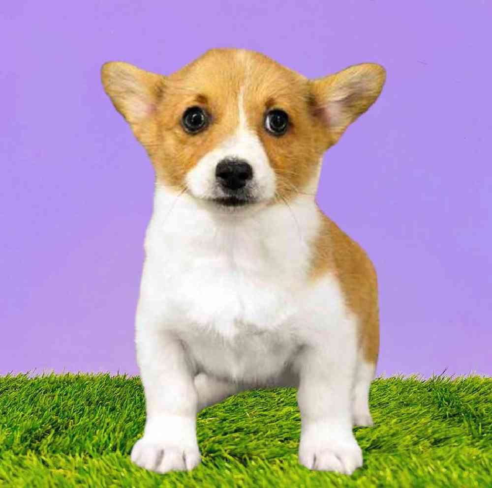 Female Pembroke Welsh Corgi Puppy for Sale in Puyallup, WA