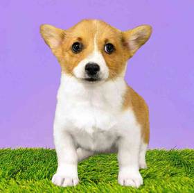 Pembroke Welsh Corgi