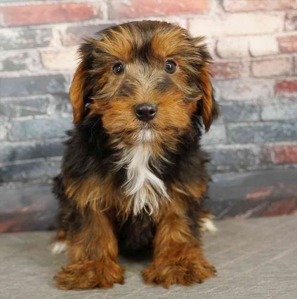 Image of a pet breed in the gallery