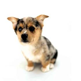 Pembroke Welsh Corgi
