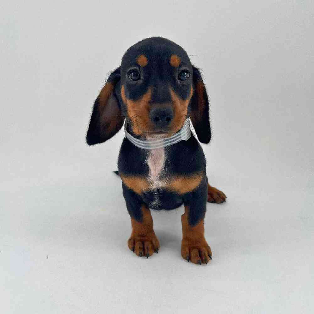 Image of a pet breed in the gallery