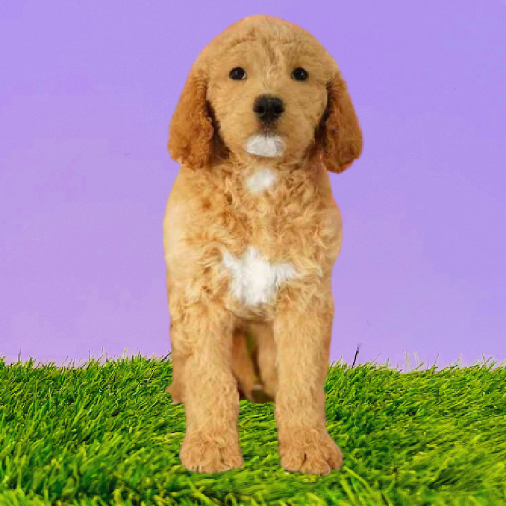 Male 2nd Gen Standard Goldendoodle Puppy for Sale in Marietta, GA