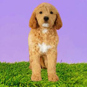 2nd Gen Standard Goldendoodle