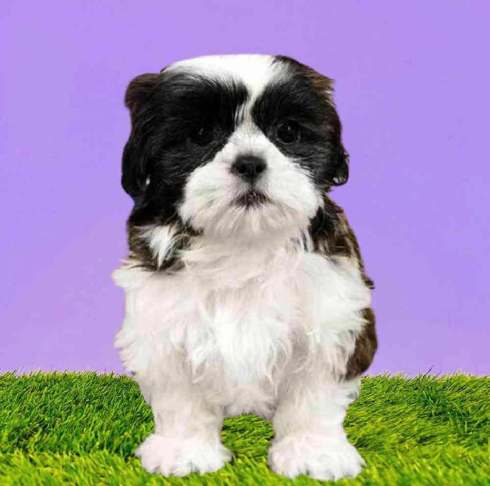 Female Shih Tzu Puppy for Sale in Puyallup, WA