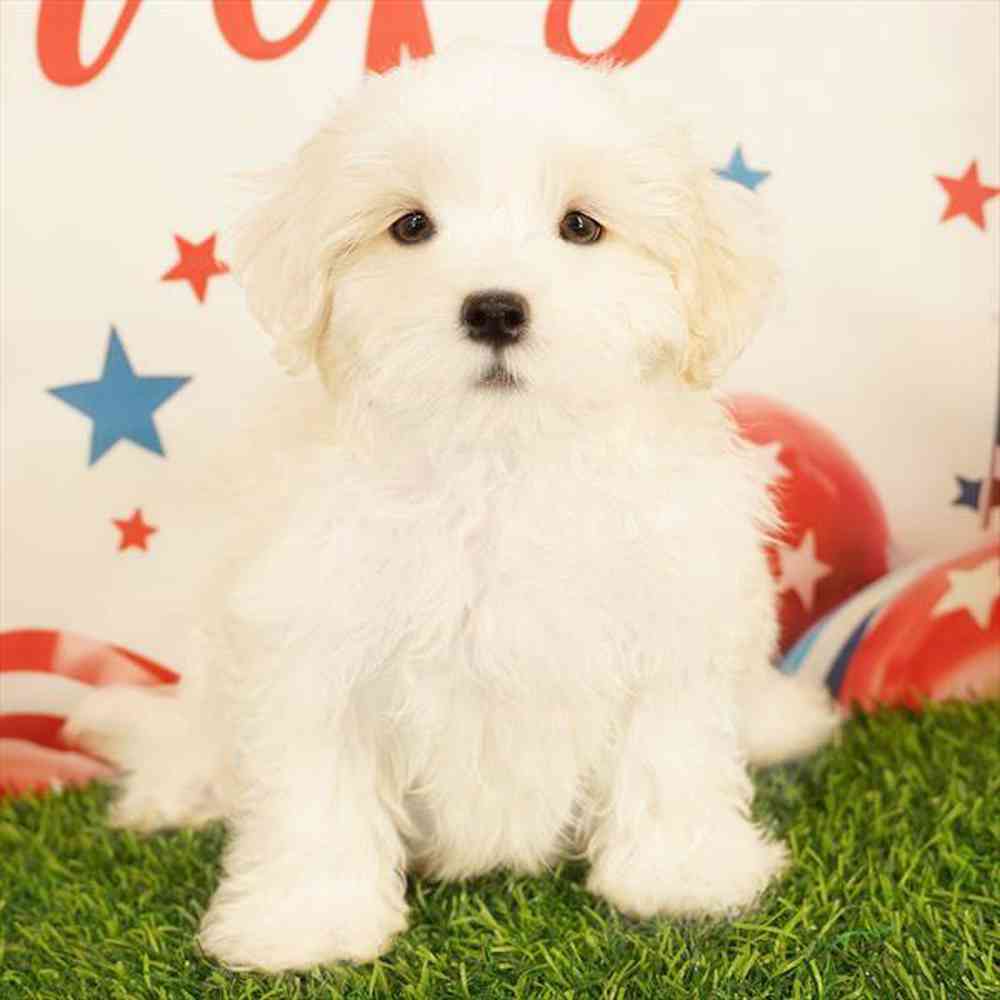 Image of a pet breed in the gallery