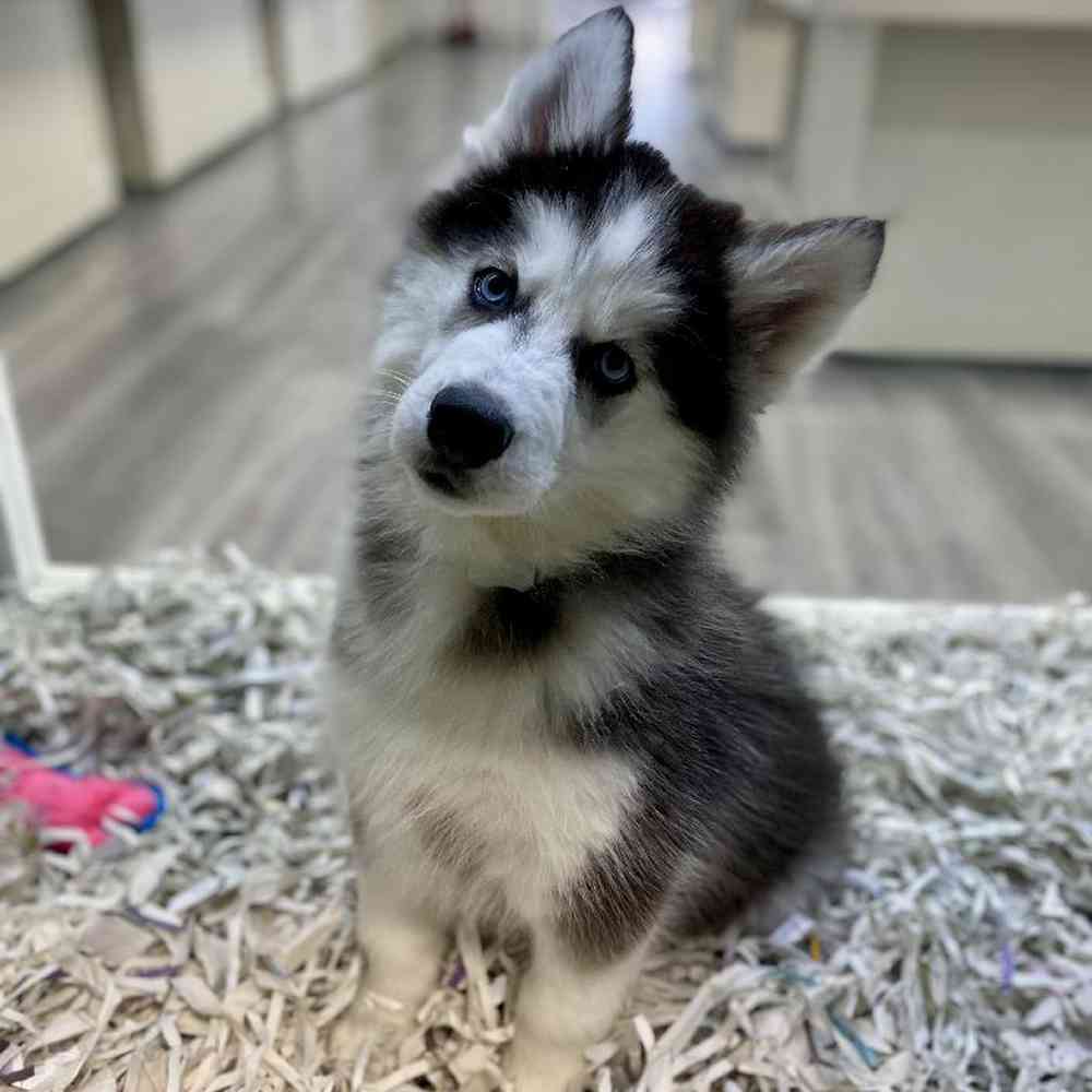 Male Siberian Husky Puppy for Sale in Meridian, ID