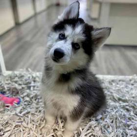 Siberian Husky