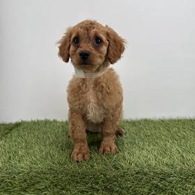 Cavapoo
