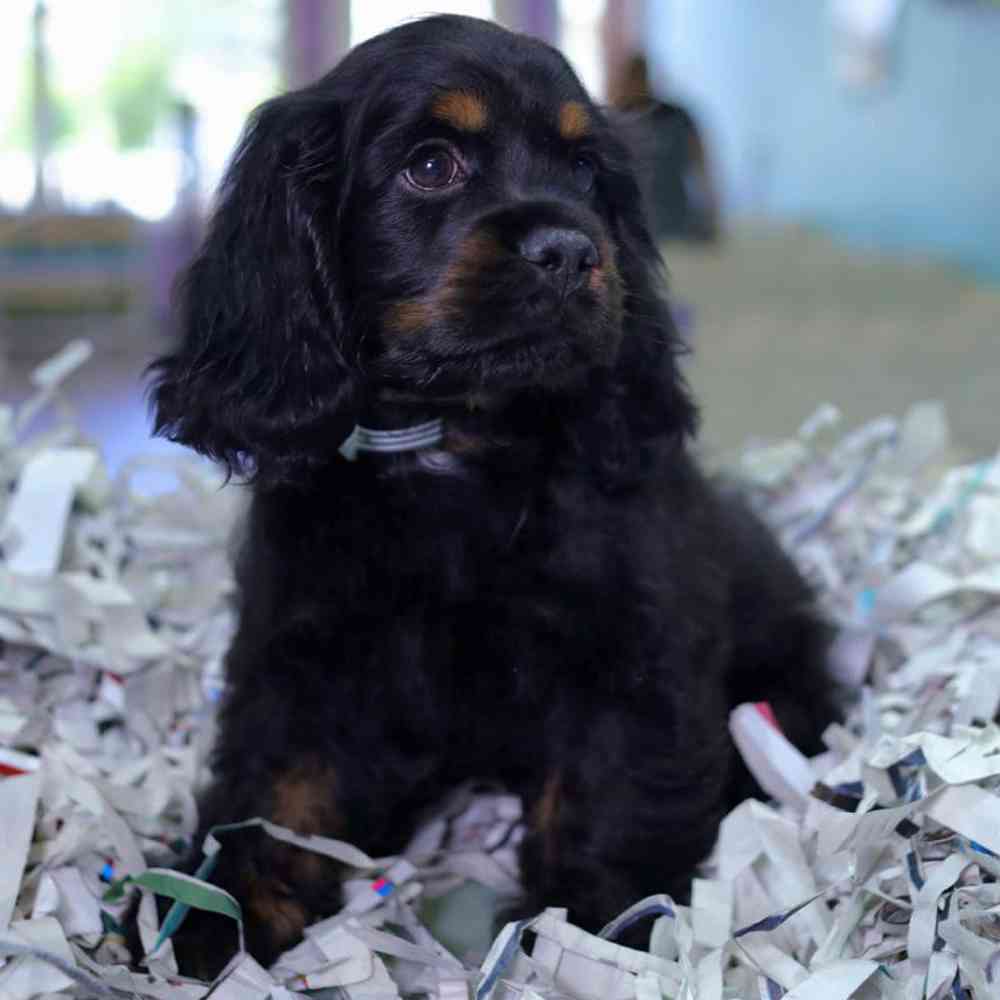 carousel pet images