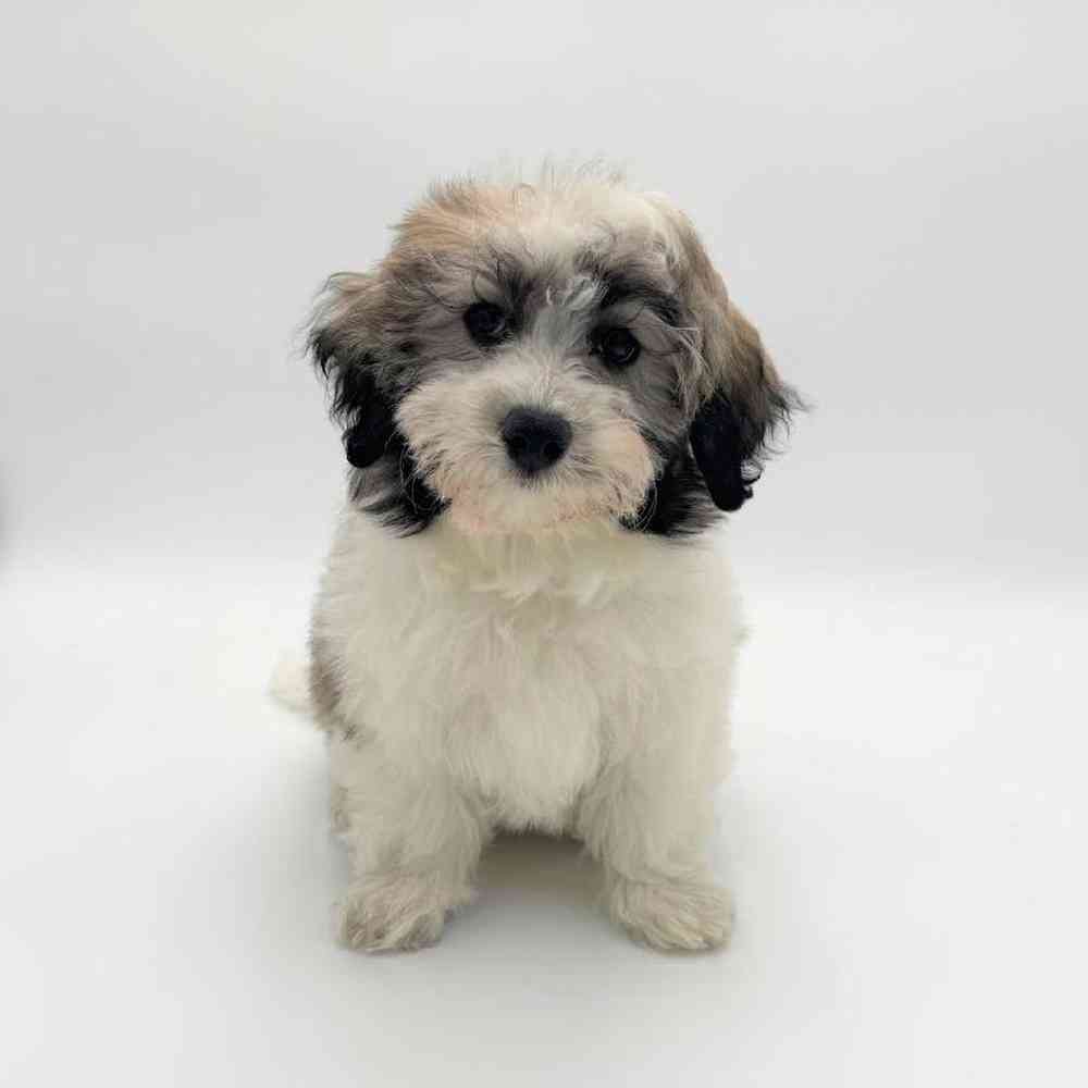 Image of a pet breed in the gallery