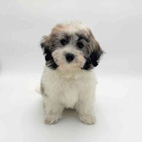 Coton De Tulear