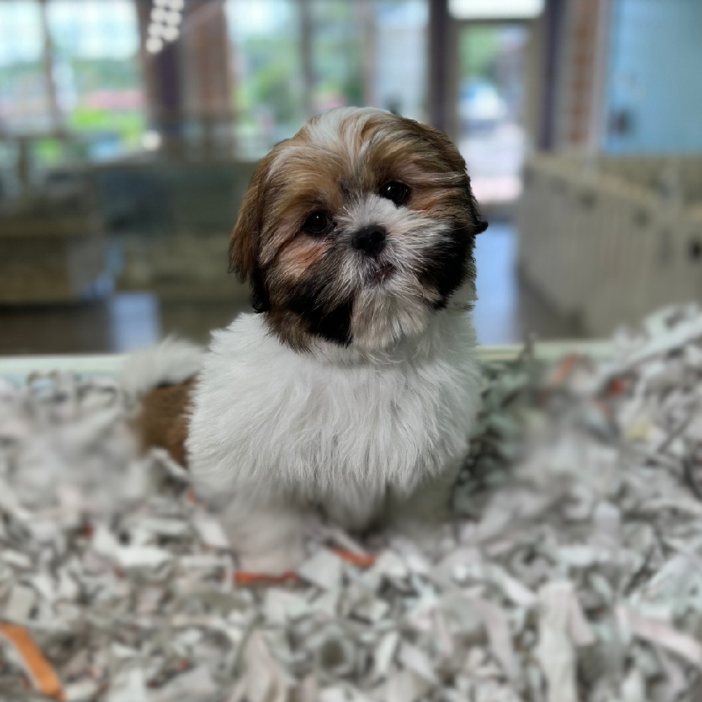 carousel pet images