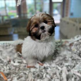 Shih Tzu