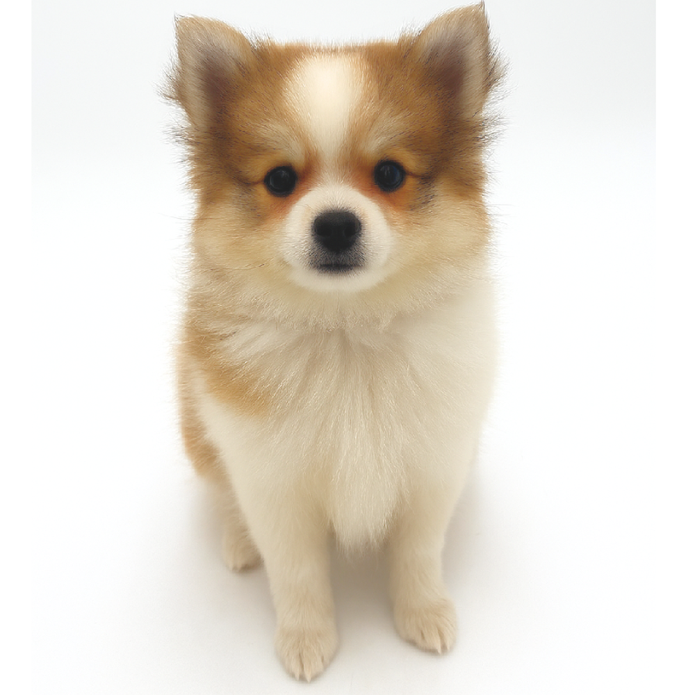 Image of a pet breed in the gallery