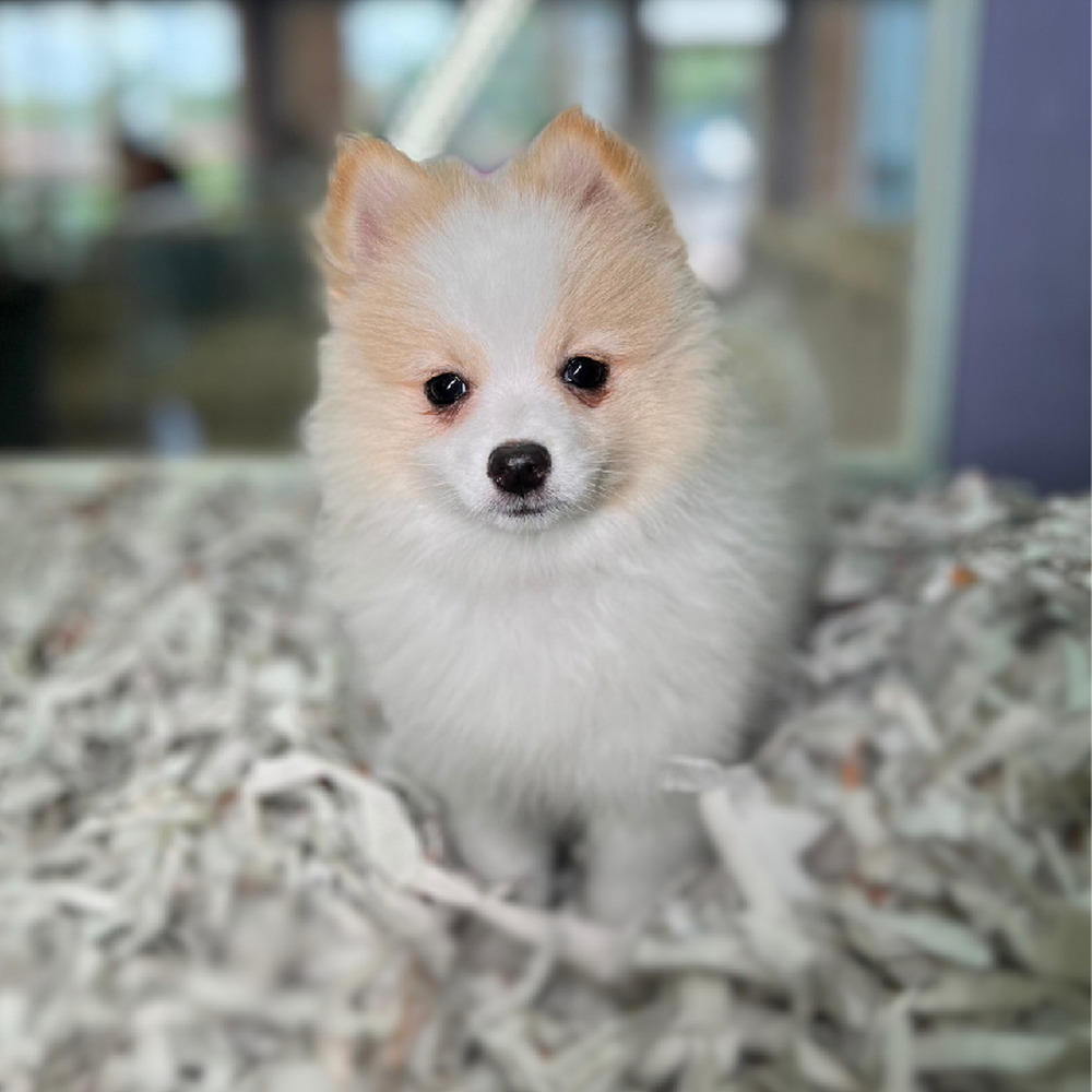 carousel pet images