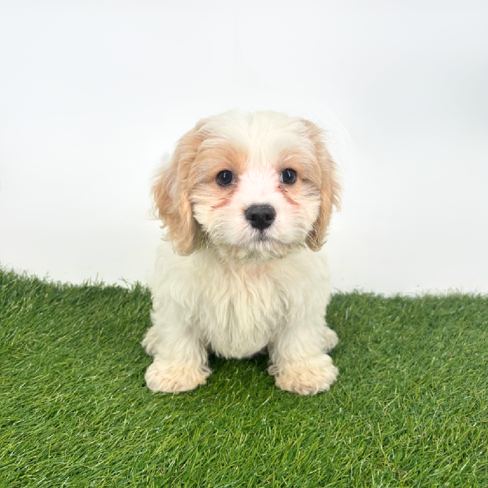 carousel pet images