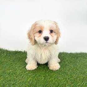 Cavachon