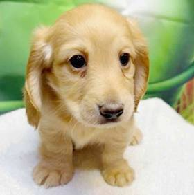 Dachshund