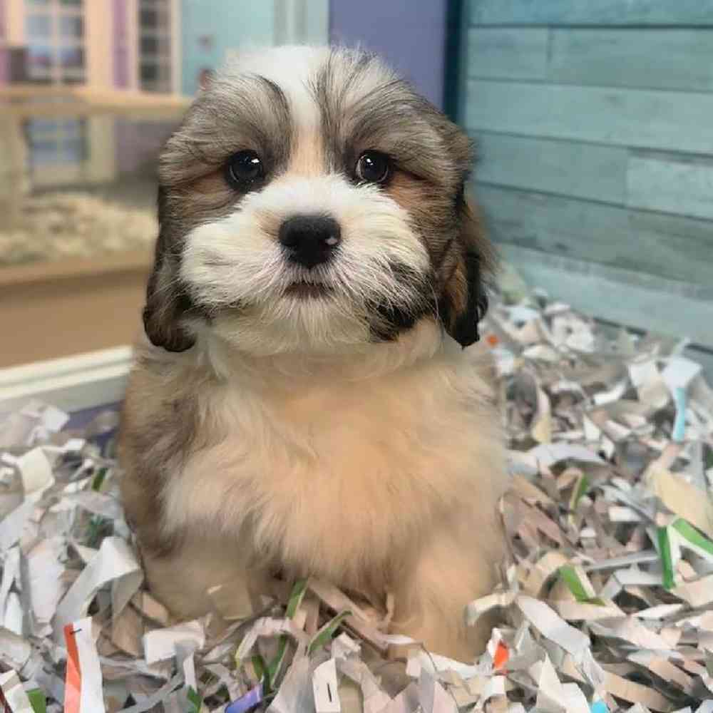 Image of a pet breed in the gallery