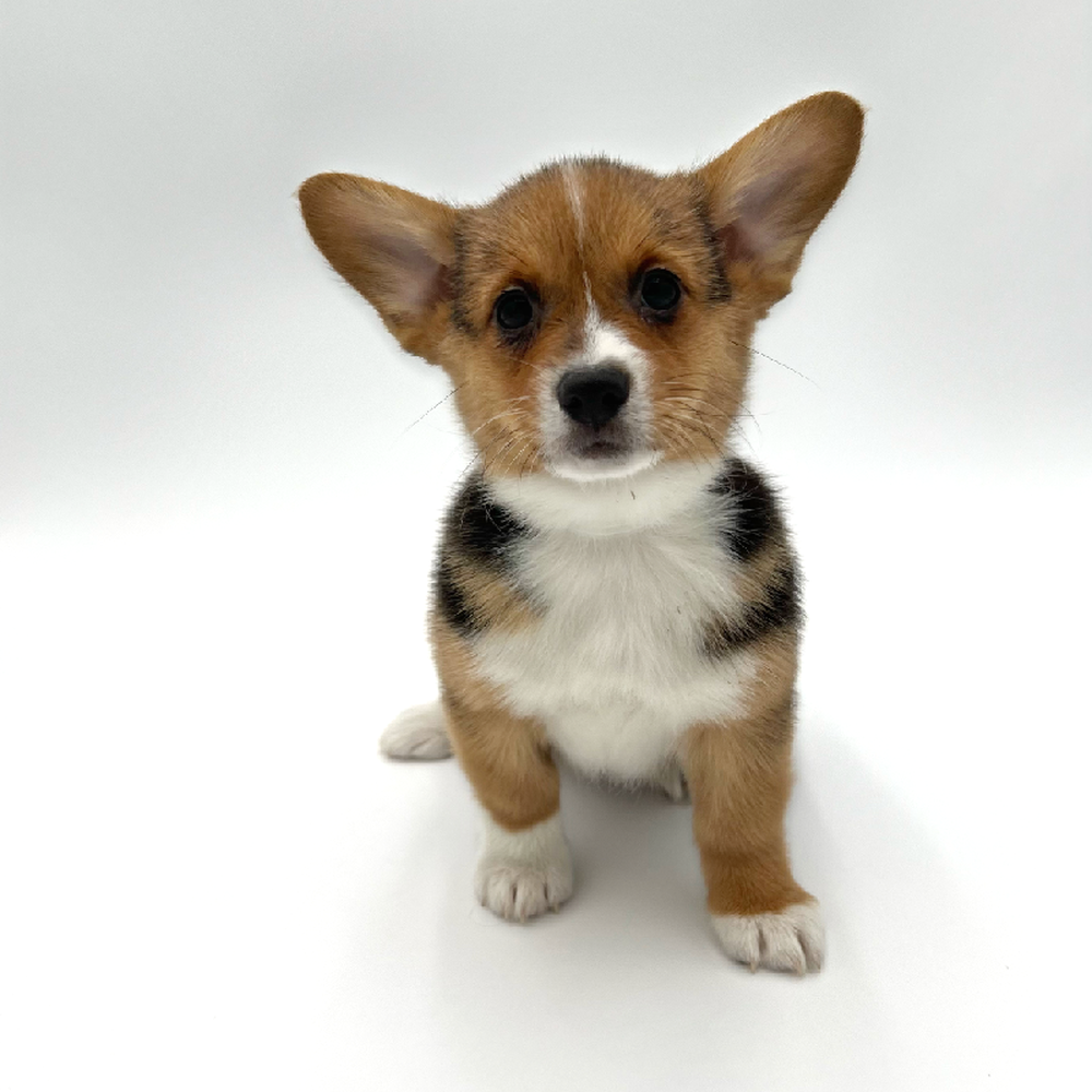 carousel pet images