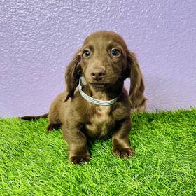 Dachshund