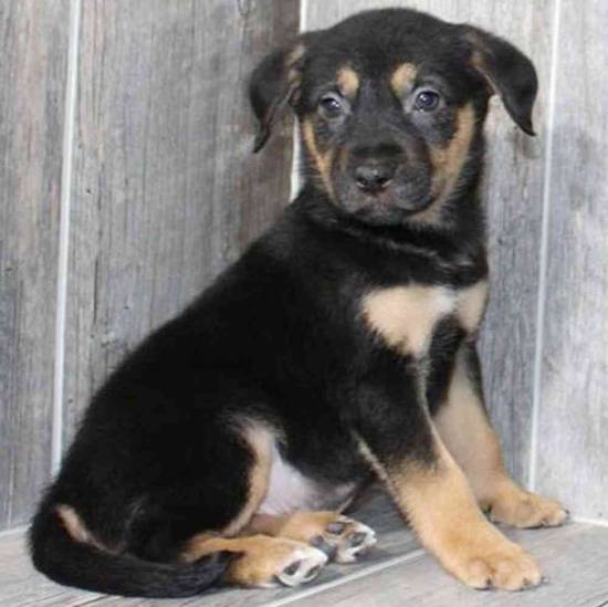 German Shepherd-Transylvanian Hound