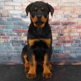 Rottweiler