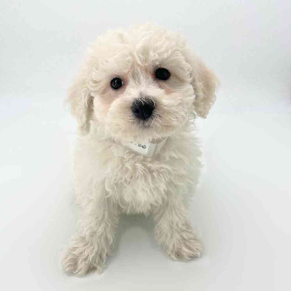 pet breed image