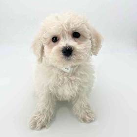 Maltipoo