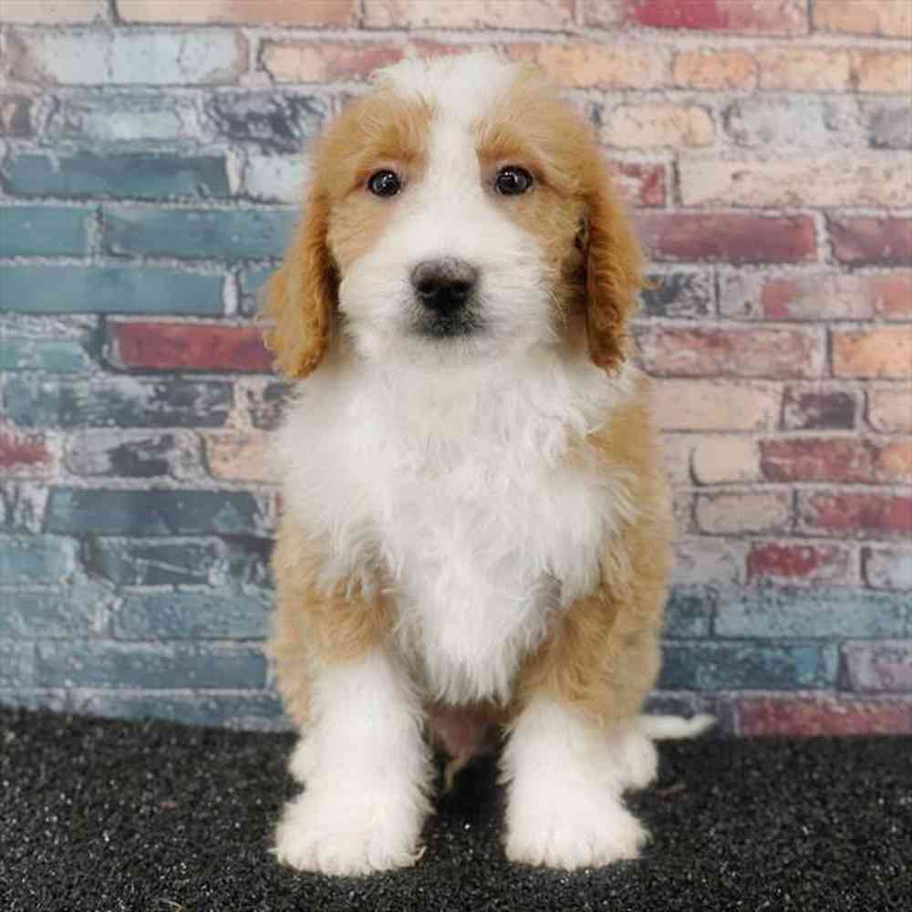 carousel pet images