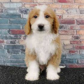 2nd Gen Mini Bernedoodle