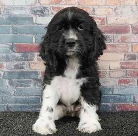 Cocker Spaniel